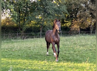 Deutsches Sportpferd, Wallach, 6 Jahre, 165 cm, Dunkelfuchs