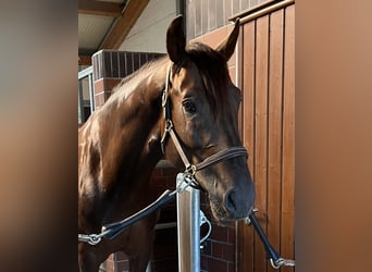 Deutsches Sportpferd, Wallach, 6 Jahre, 165 cm, Dunkelfuchs