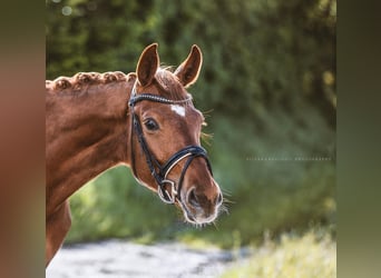 Deutsches Sportpferd, Wallach, 6 Jahre, 165 cm, Fuchs