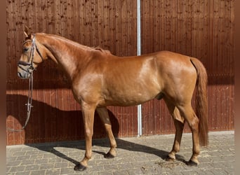 Deutsches Sportpferd, Wallach, 6 Jahre, 165 cm, Fuchs
