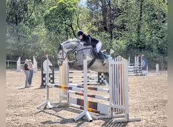 Deutsches Sportpferd, Wallach, 6 Jahre, 165 cm, Schimmel