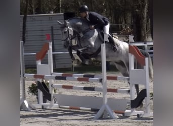 Deutsches Sportpferd, Wallach, 6 Jahre, 166 cm, Apfelschimmel