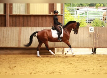Deutsches Sportpferd, Wallach, 6 Jahre, 166 cm, Brauner