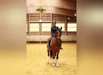 Deutsches Sportpferd, Wallach, 6 Jahre, 166 cm, Brauner