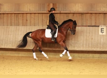 Deutsches Sportpferd, Wallach, 6 Jahre, 166 cm, Brauner
