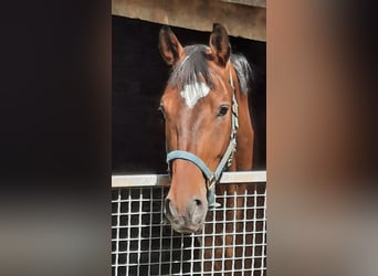 Deutsches Sportpferd, Wallach, 6 Jahre, 166 cm, Brauner