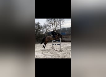 Deutsches Sportpferd, Wallach, 6 Jahre, 166 cm, Brauner