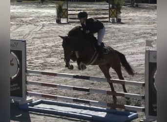 Deutsches Sportpferd, Wallach, 6 Jahre, 166 cm, Brauner