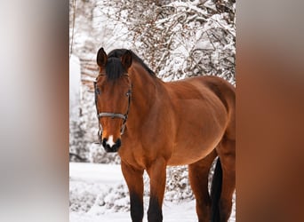 Deutsches Sportpferd, Wallach, 6 Jahre, 166 cm, Brauner