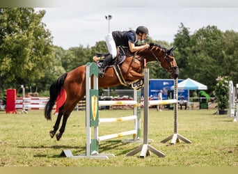 Deutsches Sportpferd, Wallach, 6 Jahre, 166 cm, Brauner