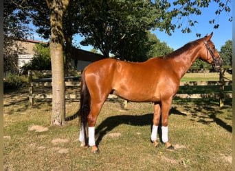 Deutsches Sportpferd, Wallach, 6 Jahre, 166 cm, Fuchs