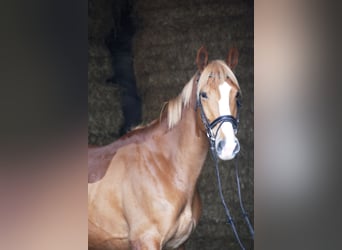 Deutsches Sportpferd, Wallach, 6 Jahre, 166 cm, Fuchs