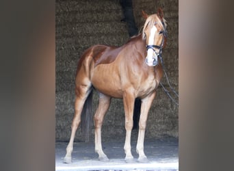 Deutsches Sportpferd, Wallach, 6 Jahre, 166 cm, Fuchs