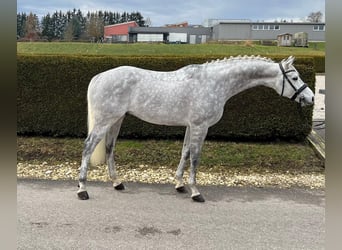 Deutsches Sportpferd, Wallach, 6 Jahre, 167 cm, Apfelschimmel