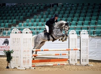 Deutsches Sportpferd, Wallach, 6 Jahre, 167 cm, Apfelschimmel