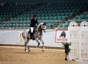 Deutsches Sportpferd, Wallach, 6 Jahre, 167 cm, Apfelschimmel