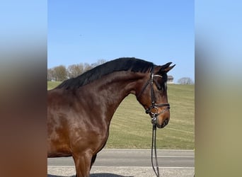 Deutsches Sportpferd, Wallach, 6 Jahre, 167 cm, Brauner
