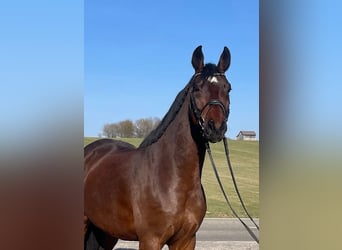 Deutsches Sportpferd, Wallach, 6 Jahre, 167 cm, Brauner