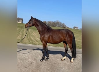 Deutsches Sportpferd, Wallach, 6 Jahre, 167 cm, Brauner