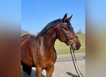 Deutsches Sportpferd, Wallach, 6 Jahre, 167 cm, Brauner