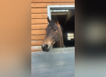 Deutsches Sportpferd, Wallach, 6 Jahre, 167 cm, Brauner