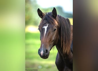 Deutsches Sportpferd, Wallach, 6 Jahre, 167 cm, Brauner