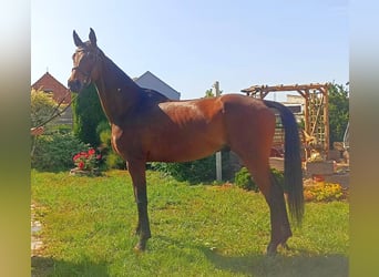 Deutsches Sportpferd, Wallach, 6 Jahre, 167 cm, Brauner