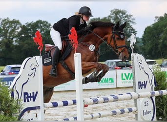 Deutsches Sportpferd, Wallach, 6 Jahre, 167 cm, Brauner