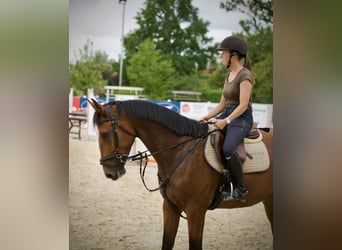 Deutsches Sportpferd, Wallach, 6 Jahre, 167 cm, Brauner