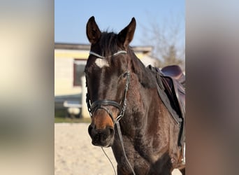 Deutsches Sportpferd, Wallach, 6 Jahre, 167 cm, Brauner
