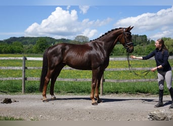 Deutsches Sportpferd, Wallach, 6 Jahre, 167 cm, Dunkelfuchs