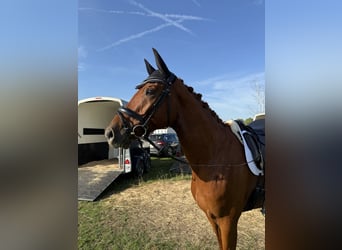 Deutsches Sportpferd, Wallach, 6 Jahre, 167 cm, Fuchs