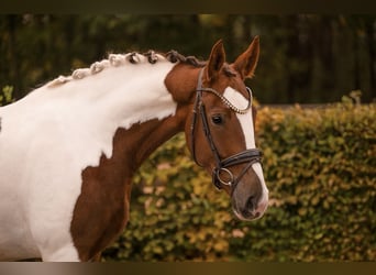 Deutsches Sportpferd, Wallach, 6 Jahre, 167 cm, Schecke