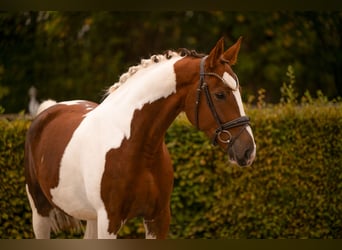 Deutsches Sportpferd, Wallach, 6 Jahre, 167 cm, Schecke