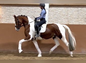 Deutsches Sportpferd, Wallach, 6 Jahre, 167 cm, Schecke