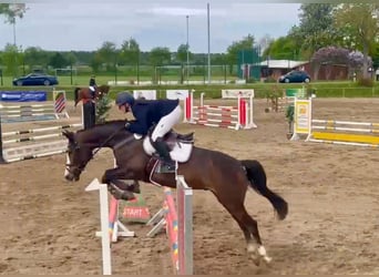 Deutsches Sportpferd, Wallach, 6 Jahre, 167 cm