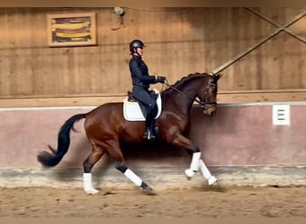 Deutsches Sportpferd, Wallach, 6 Jahre, 168 cm, Brauner