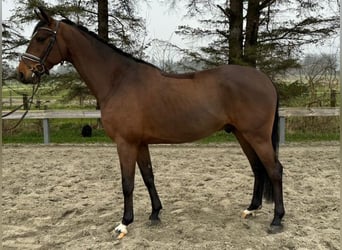 Deutsches Sportpferd, Wallach, 6 Jahre, 168 cm, Brauner