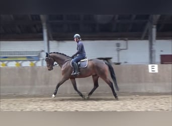 Deutsches Sportpferd, Wallach, 6 Jahre, 168 cm, Brauner