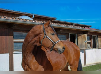 Deutsches Sportpferd, Wallach, 6 Jahre, 168 cm, Brauner