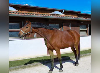 Deutsches Sportpferd, Wallach, 6 Jahre, 168 cm, Brauner