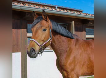 Deutsches Sportpferd, Wallach, 6 Jahre, 168 cm, Brauner