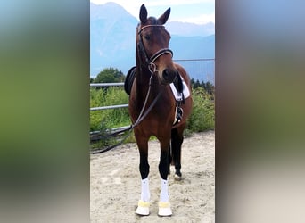 Deutsches Sportpferd, Wallach, 6 Jahre, 168 cm, Brauner