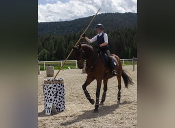 Deutsches Sportpferd, Wallach, 6 Jahre, 168 cm, Brauner