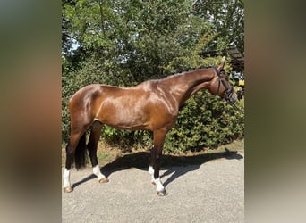 Deutsches Sportpferd, Wallach, 6 Jahre, 168 cm, Brauner