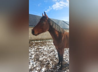 Deutsches Sportpferd, Wallach, 6 Jahre, 168 cm, Brauner