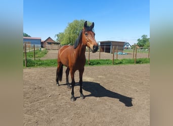 Deutsches Sportpferd, Wallach, 6 Jahre, 168 cm, Brauner