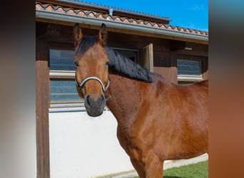 Deutsches Sportpferd, Wallach, 6 Jahre, 168 cm, Brauner