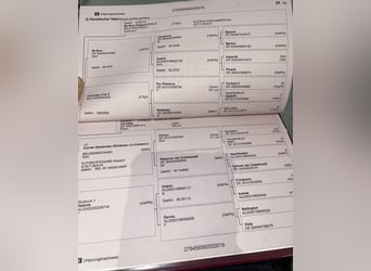 Deutsches Sportpferd, Wallach, 6 Jahre, 168 cm, Brauner