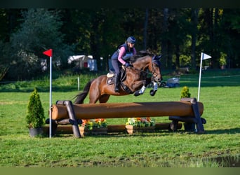 Deutsches Sportpferd, Wallach, 6 Jahre, 168 cm, Brauner